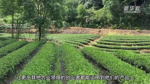 福建建陽茶園認(rèn)養(yǎng) 林下經(jīng)濟(jì)助推鄉(xiāng)村振興