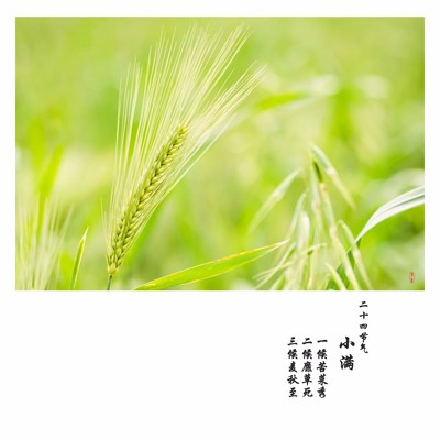 小滿時節話豐盈 畜產品購銷的節氣密碼