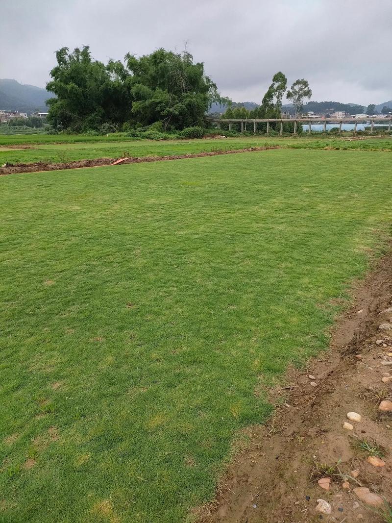 基地直發 草皮抖音助農中的畜產品購銷新生態